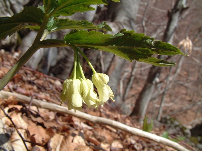 Cardamine enneaphyllos / Dentaria a nove foglie